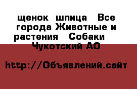 щенок  шпица - Все города Животные и растения » Собаки   . Чукотский АО